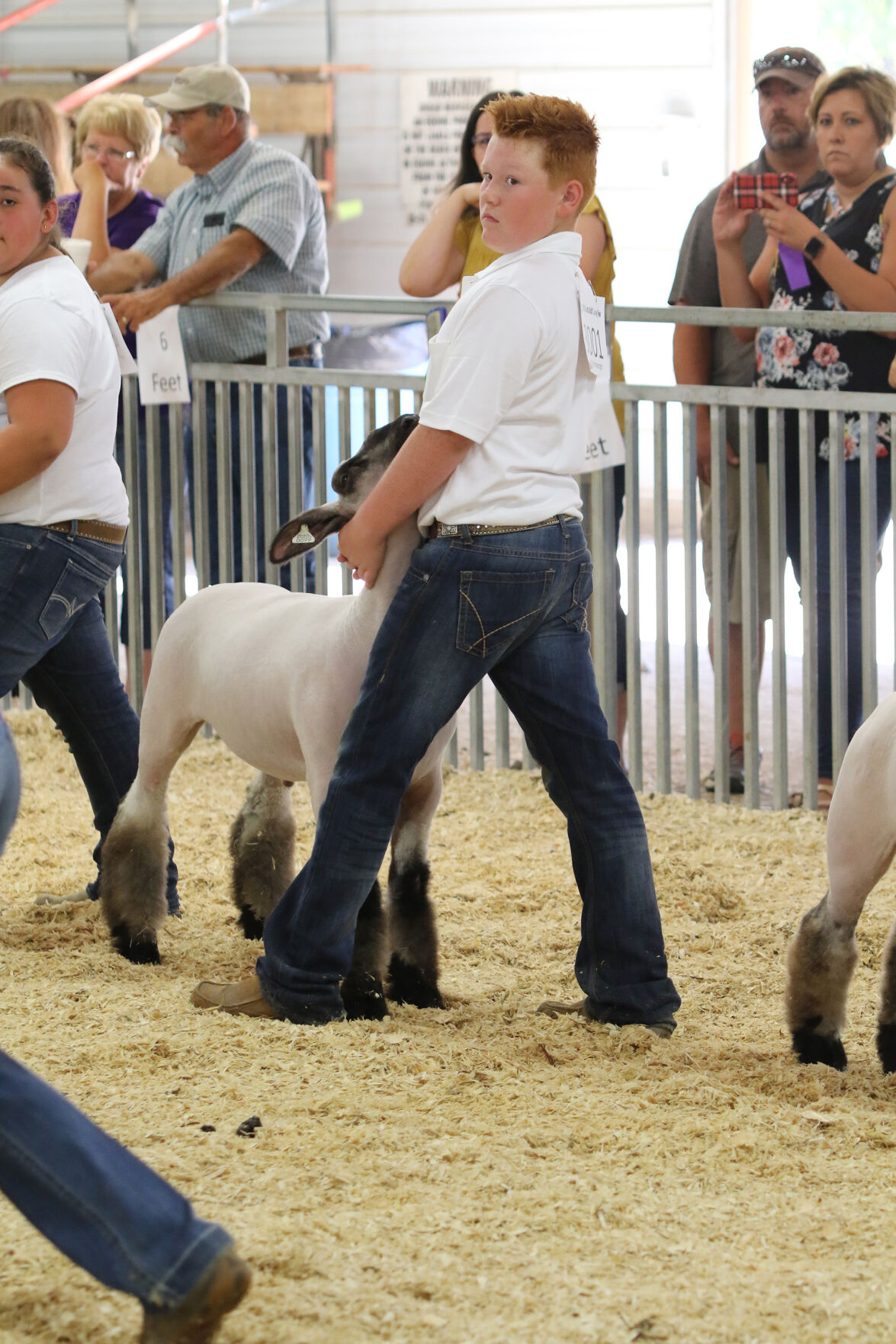 PHOTO: Sheep Show at Scotts Bluff County Fair